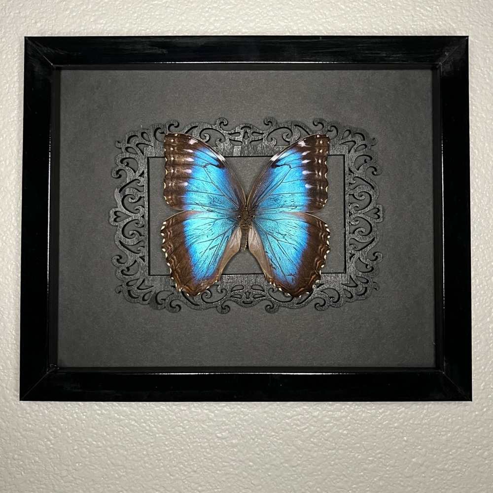 REAL Preserved Blue Morpho Butterfly Display Frame